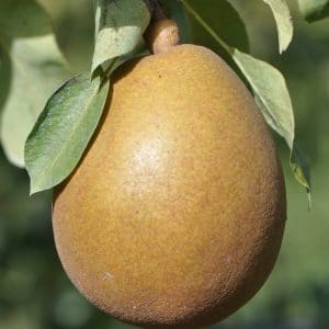 Poire-Morgane